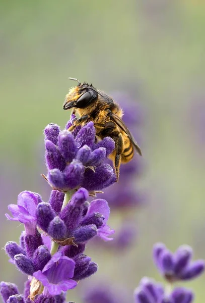 Wildbiene Auf Lavendel Wildbiene Auf Lavendel — Stockfoto