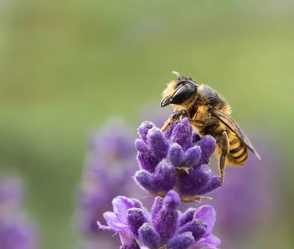 Wildbiene Auf Lavendel Wildbiene Auf Lavendel — Stockfoto