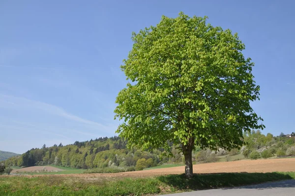 Naturskön Utsikt Över Landsbygden Selektivt Fokus — Stockfoto