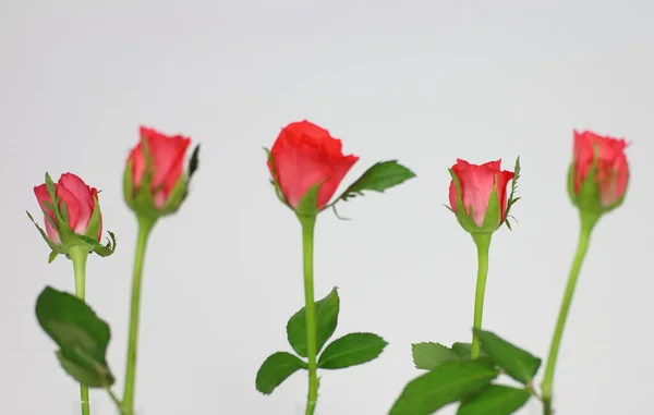 Beauty Red Rose Petals Romantic Flora — Stock Photo, Image