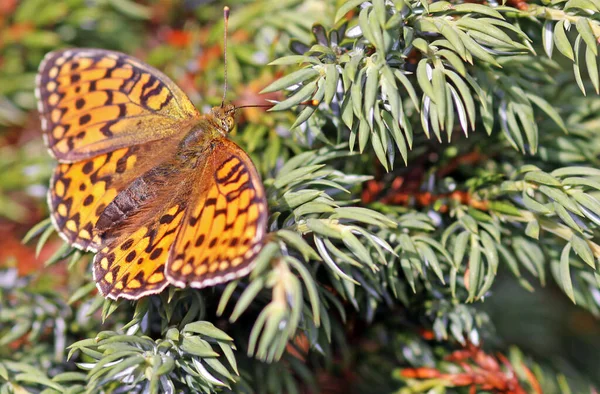 Papillon Fritillaire Insecte Aux Ailes — Photo