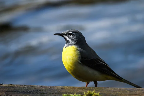 Vogelbeobachtung Niedlicher Vogel Wilder Natur — Stockfoto