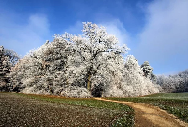 Magia Inverno Natureza Coberta Neve — Fotografia de Stock