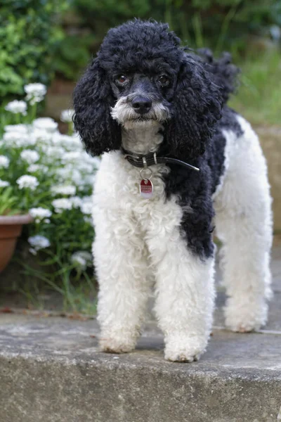 Poodle Arlequim Ação — Fotografia de Stock