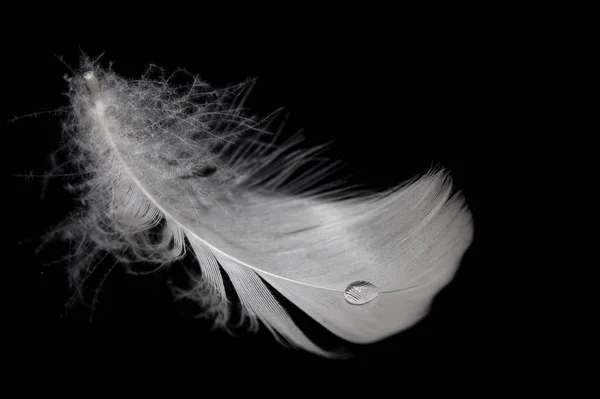 滴と白い羽 — ストック写真