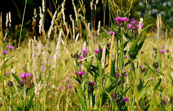 Summer Meadow — Stock Photo, Image