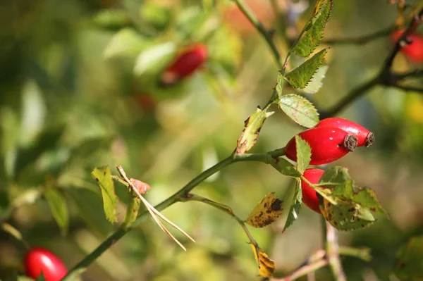 Rose Hips Red Berries — Stock Photo, Image