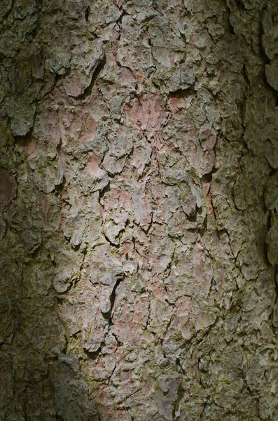 Trunk Bark Pine Tree Lit Middle — Stockfoto