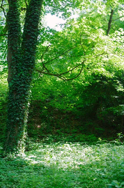Солнечный Зеленый Лес Очищаемый Одиноким Деревом — стоковое фото