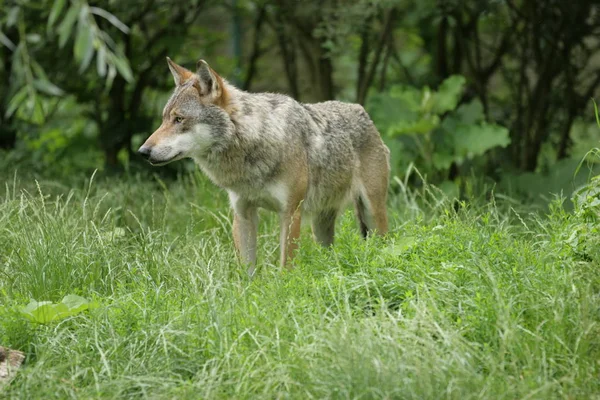自然の中での野生のオオカミの景観 ストックフォト
