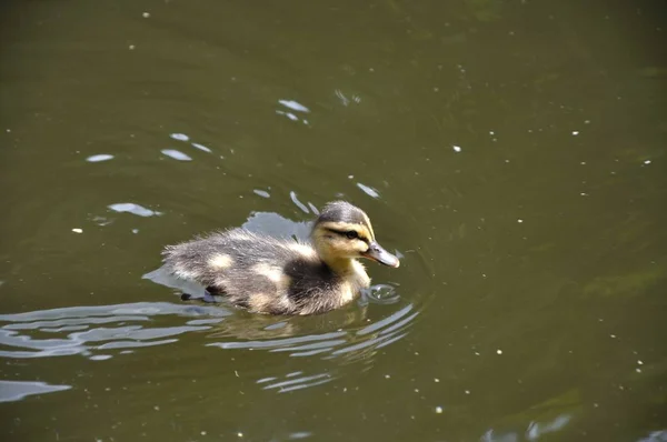 Ducklings Amselsee Saxon Switzerland — Stok fotoğraf