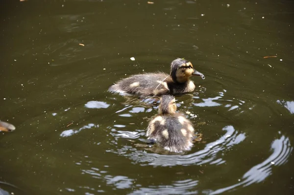 Ducklings Amselsee Saxon Switzerland — Stock Photo, Image