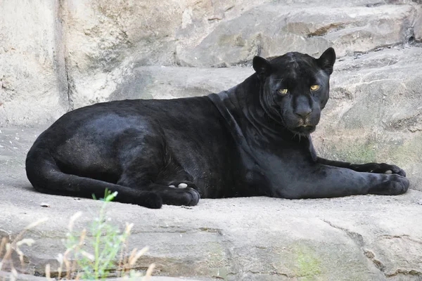 优雅的黑色豹 豹的精美的全家福照片 — 图库照片