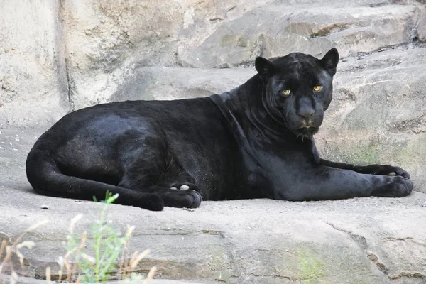 Bela Foto Leopardo Preto Gracioso Pantera — Fotografia de Stock