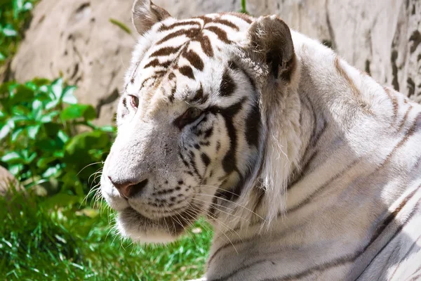 Belo Retrato Close Majestoso Tigre Branco — Fotografia de Stock