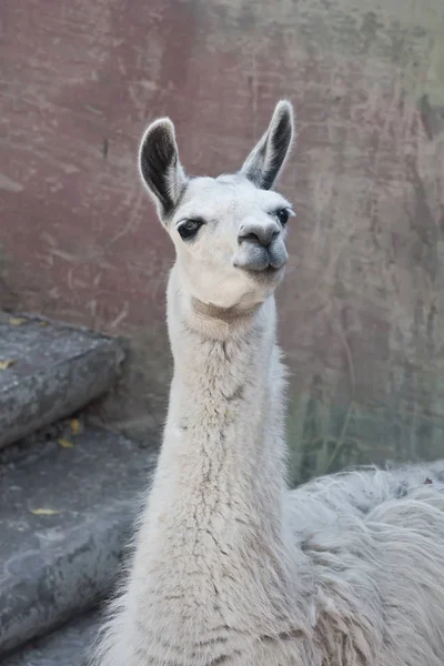 Drôle Gros Plan Portrait Lama Dans Zoo — Photo