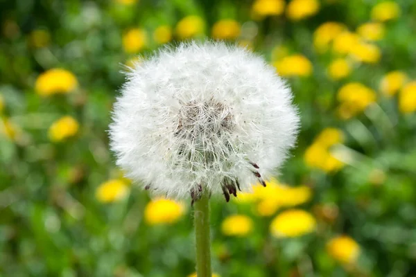 Schöne Leuchtend Gelbe Löwenzahnblume Frühlingsfoto — Stockfoto