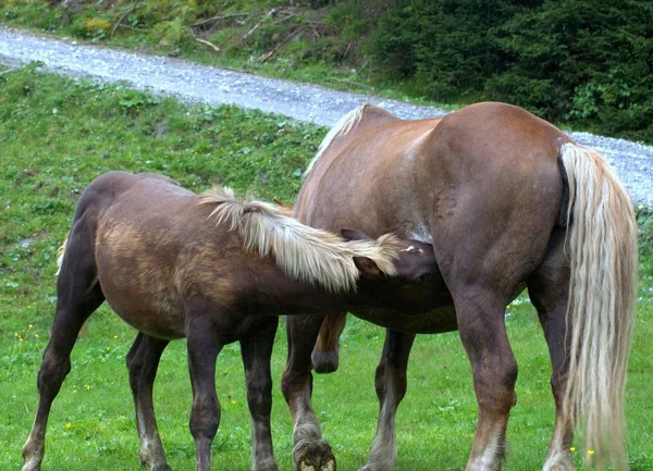 Happiness Horses — Stock Photo, Image