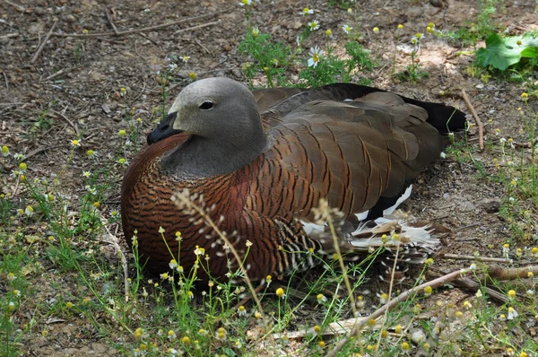 Oie Cendrée Repose Parmi Les Fleurs Animal Milieu Naturel — Photo