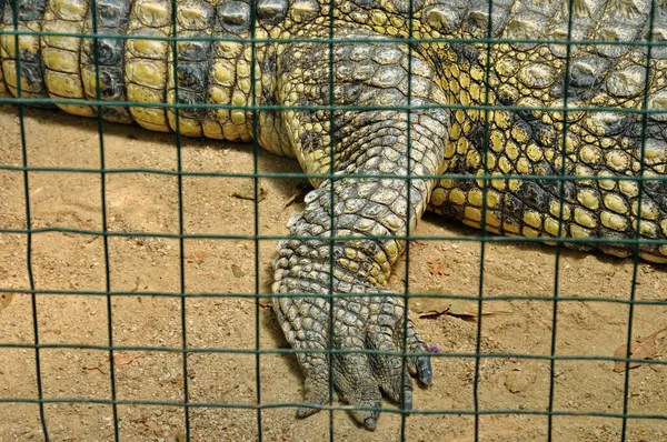 Nílusi Krokodil Karmok Fogságban Lévő Veszélyes Hüllő Bőrének Részletei Vadállat — Stock Fotó