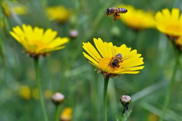 花が咲く畑で花粉を集めるミツバチ 春の背景 — ストック写真