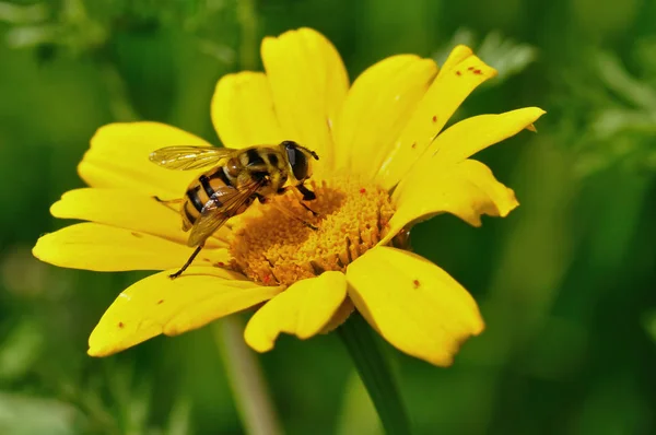 Honey Bee Tiny Red Bugs Yellow Flower Spring Season — Stock Photo, Image