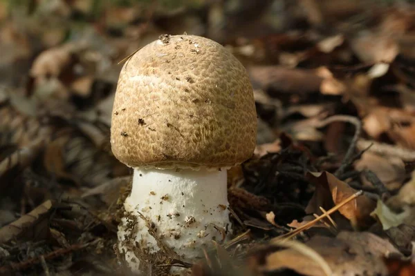 Edible Mushroom Plant Food — Stock Photo, Image