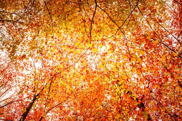 Folhas Outono Uma Árvore Hora Outono — Fotografia de Stock