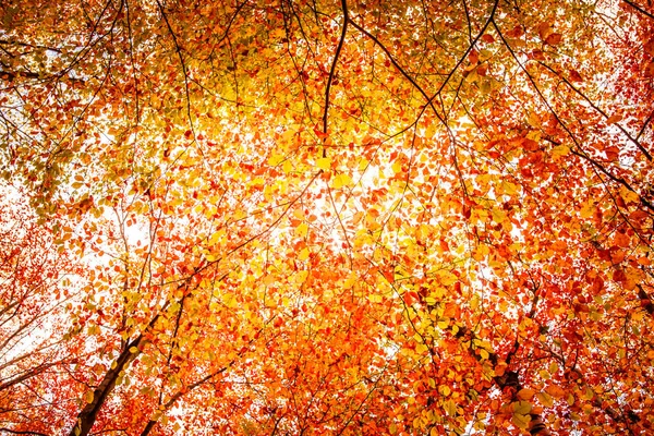 Las Hojas Otoñales Sobre Árbol Otoño — Foto de Stock