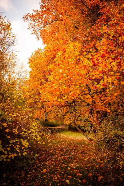 Красивый Осенний Пейзаж Теплых Тонах — стоковое фото