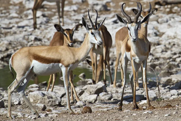 Herd Van Springboks Tijdens Zonnige Dag — Stockfoto