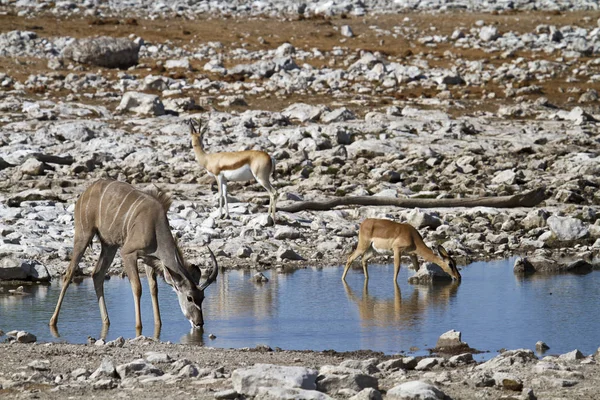 Kudu Antilopen Dieren Het Wild Natuur Fauna — Stockfoto