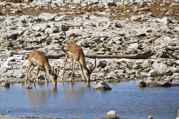 Impala Animal Foto Natureza Fauna Selvagem — Fotografia de Stock