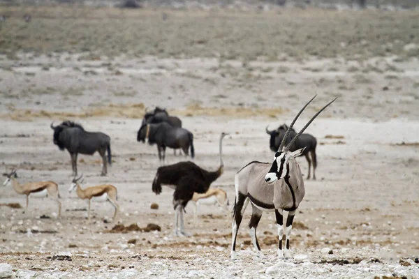 Dzikie Zwierzę Oryx Antelope Przyroda — Zdjęcie stockowe