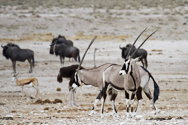 Oryx Antelope Animales Salvajes Fauna Naturaleza — Foto de Stock