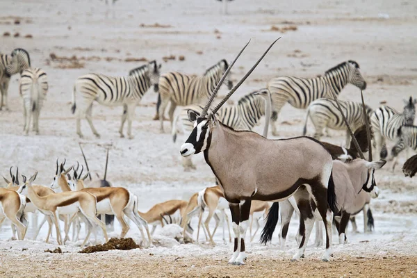 Dzikie Zwierzę Oryx Antelope Przyroda — Zdjęcie stockowe