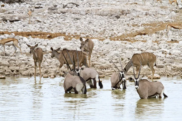 Oryx Antelope Wild Dier Natuur Fauna — Stockfoto