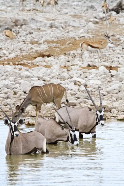 Oryx Antelope Wild Dier Natuur Fauna — Stockfoto