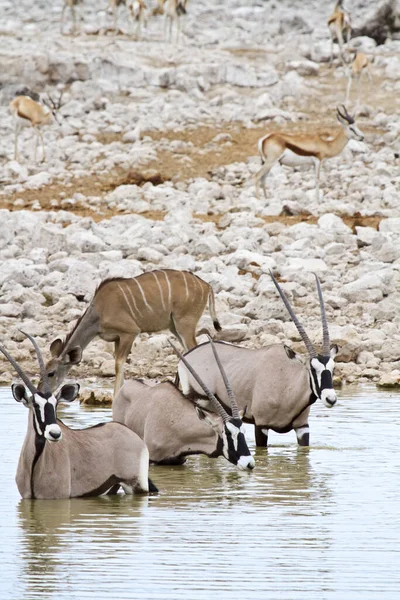 Oryx Antelope Wild Animal Nature Fauna — стокове фото