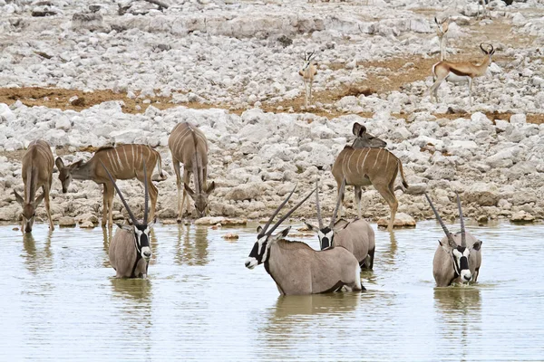 Orice Antelope Animali Selvatici Fauna Naturale — Foto Stock