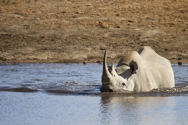 Africký Rohatý Nosorožec Zvíře Flóra Fauna Africký Rohatý — Stock fotografie