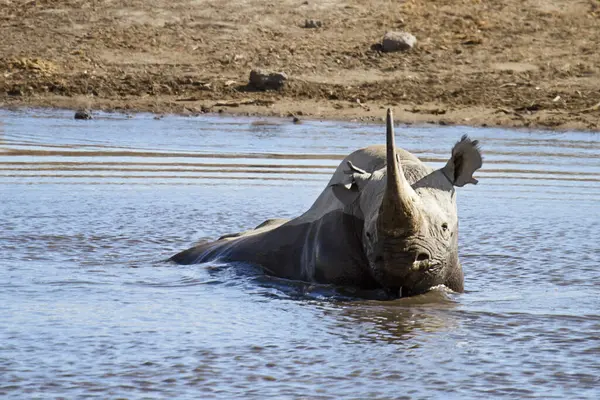 Afrikaanse Gehoornde Neushoorn Dier Flora Fauna Afrikaanse Gehoornde — Stockfoto