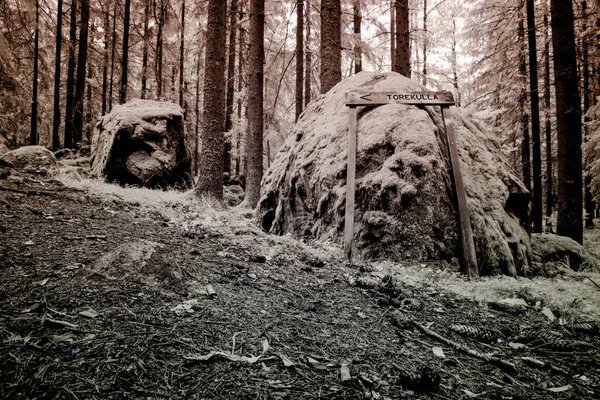 Ormandaki Eski Ahşap Çitler — Stok fotoğraf