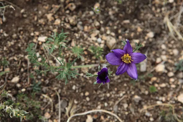 Wildflowers Mongolian Steppe — 스톡 사진