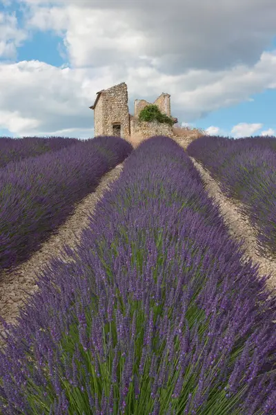 Levandulové Pole Zříceninami Provence Francie — Stock fotografie