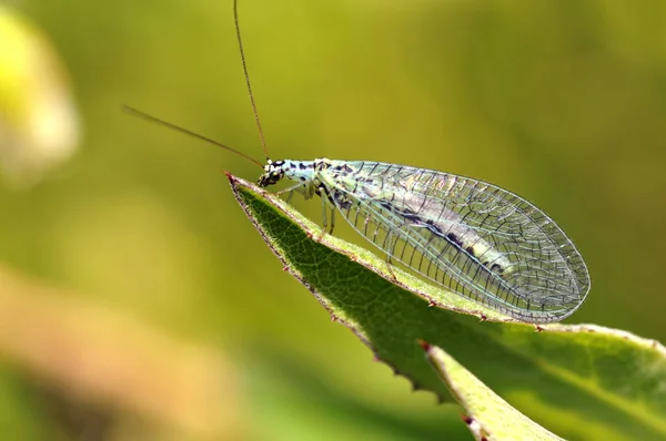 Macro Lacewings Chrysopa Sobre Hierba — Foto de Stock