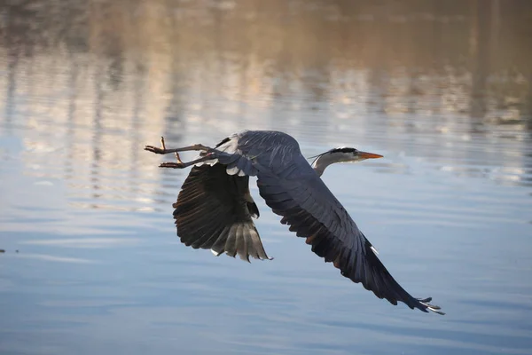 Schilderachtig Uitzicht Reiger Vogel Natuur — Stockfoto