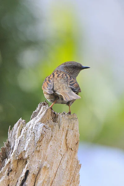 Vue Panoramique Bel Oiseau Nature — Photo