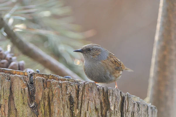 Vacker Utsikt Över Vacker Fågel Naturen — Stockfoto