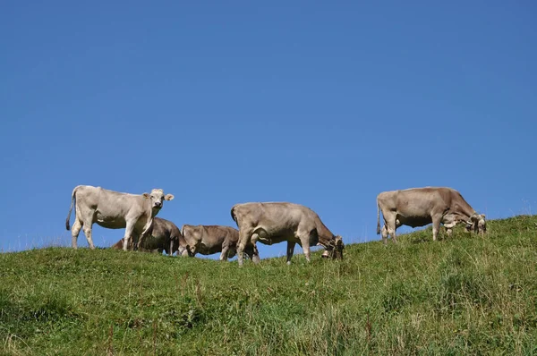 Корови Альпах — стокове фото